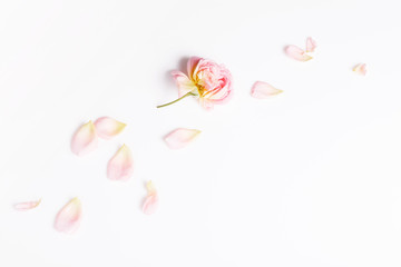 Festive rose flower composition on the white background. Overhead view