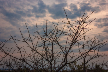 bush thorns against the sky - 296083124