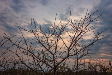 bush spines against the sky