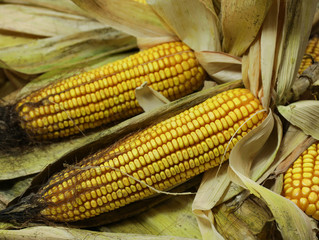 Pannocchie di mais appena raccolte