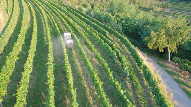 4k Aerial view of tractor spraying vines in vineyard on early summer morning	