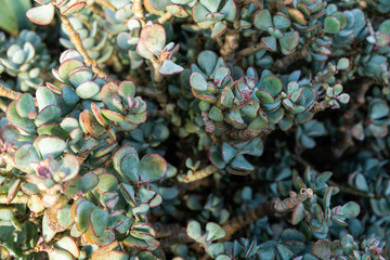 Obraz premium Cactus