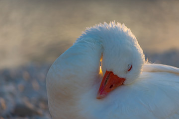swans on the lake at sunrise 