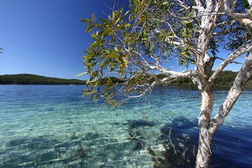 closeup at tree in crystal clear water of beautiful Lake McKenzie
