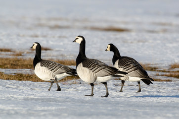 Obraz premium Bernache nonnette, Branta leucopsis, Barnacle Goose, Norvège, Spitzberg, Svalbard