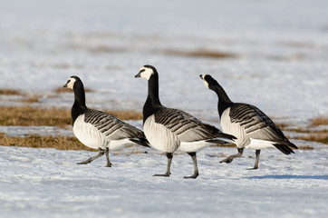 Bernache nonnette, Branta leucopsis, Barnacle Goose, Norvège, Spitzberg, Svalbard