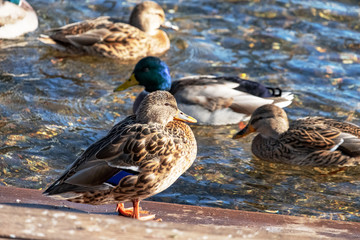 wild ducks graze on the pier and swim on the pond