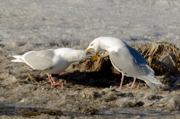 Goéland bourgmestre,.Larus hyperboreus, Glaucous Gull