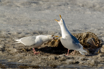 Goéland bourgmestre,.Larus hyperboreus, Glaucous Gull