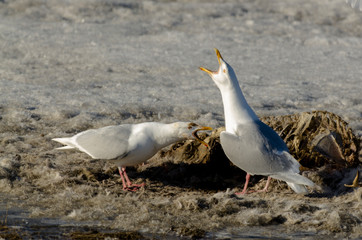 Goéland bourgmestre,.Larus hyperboreus, Glaucous Gull