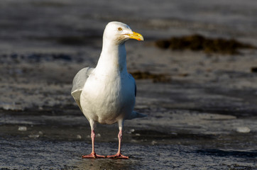 Obraz premium Goéland bourgmestre,.Larus hyperboreus, Glaucous Gull