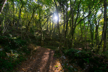 Herbstwald nahe Autore im Vallée de la Dordogne