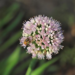Fototapeta premium bee on a flower