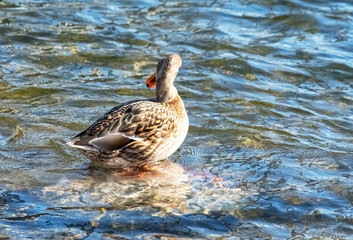 wild ducks graze on the pier and swim on the pond