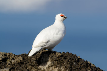 Lagopède alpin, male, .Lagopus muta, Rock Ptarmigan