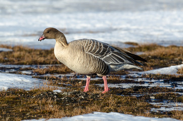 Oie à bec court, .Anser brachyrhynchus, Pink footed Goose, Spitzberg, Svalbard, Norvège