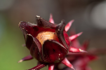 Roselle (Hibiscus sabdariffa) is a species of Hibiscus in nature.
