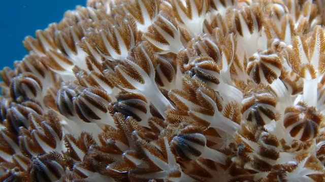 Pulsating soft coral (Xeniidae) dances with ocean current while its tentacles opens and closes to feed on planktons and algae. Moalboal, Cebu, Philippines