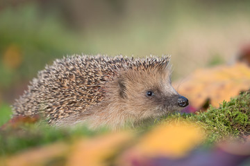 The European hedgehog (Erinaceus europaeus)