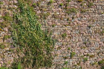 Fragment of an old fortified wall of pink and gray stone. A climbing plant rises along the wall, there is grass and moss. Semur-en-Osua. Burgundy. France.