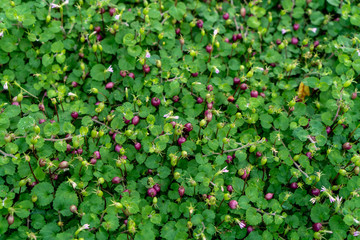 Fototapeta premium fleurs vert