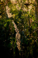  autumn golden grass in the warm rays of the afternoon sun