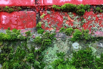 Pink brick wall with green moss close up