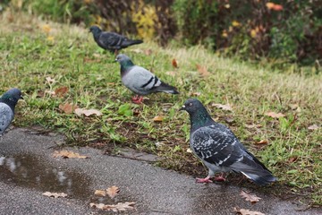 Gray pigeon walk on the asphalt in the village