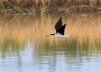 Black-necked stilt (Himantopus mexicanus) in flight
