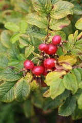 Red ripe rose with dew in the Park