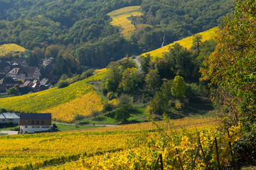 Obraz premium Weinberge im Elsass im Herbst