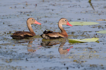 Two black-bellied whistling ducks (Dendrocygna autumnalis) swimming at Brazos Bend State Park