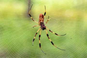 The golden silk orb-weavers (Nephila)  at  Brazos Bend State Park, Texas