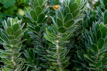 Obraz premium Plante grasse verte