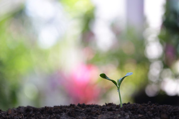 Growing green pumpkin plants in the morning with bokeh nature background 