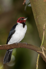 Red-capped Cardinal (Paroaria gularis) perched  on the tree branch