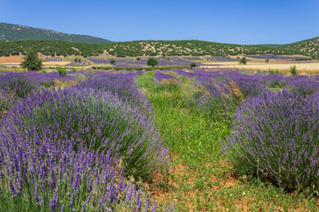 Fototapeta na wymiar View of a violet lavender field