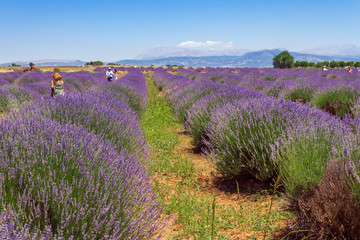 Obraz na płótnie Canvas Unrecognizable people in a violet lavender field on a sunny day