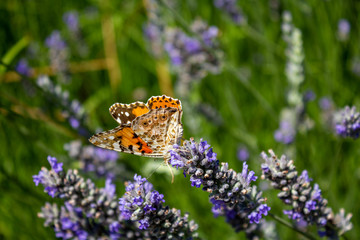 Orange brown butterfly on lavender flower in a garden