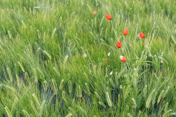 Klatschmohn in einem Getreidefeld