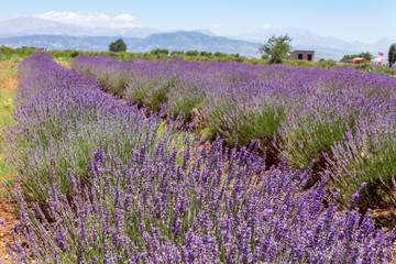 Naklejka na ściany i meble Violet lavender field with hill background