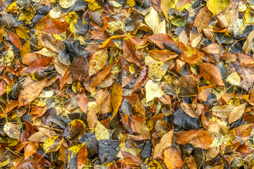 Background of orange and dark fallen leaves, late autumn