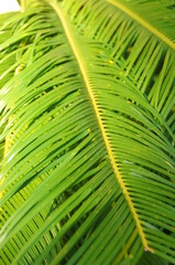 l interesting original exotic background of green palm leaf in close-up