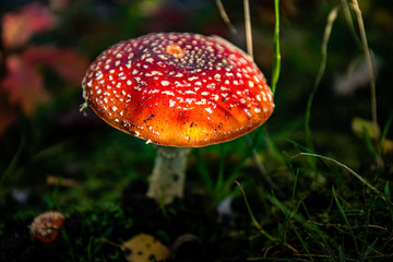 mushroom, giftpilz, rot, natur, wald, herbst, pilz, giftig, wulstlinge, fliege, gift, pilz,...