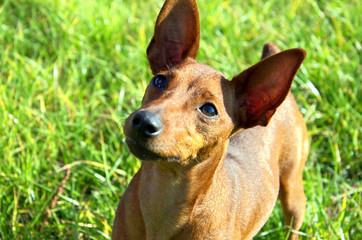 A small, brown and with large ears dog, on backdrop of green grass. The puppy is curious and...