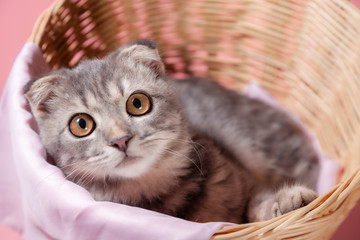 Fototapeta na wymiar Scottish fold cat breed, age 3 months in basket . Little scottish fold Cat cute ginger kitten in the fluffy pet is feeling happy and cat lovely comfortable . love to animals pet concept .