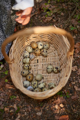 European quail eggs