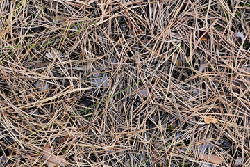 Texture of dirty dry pine needles. Close up