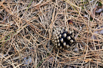 A pine cone lies on dry pine needles. Close up