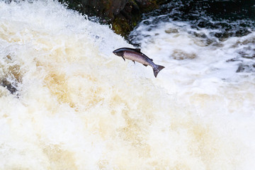 Large Atlantic salmon leaping up the waterfall on their way migration route to their spawning grounds